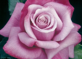pinkish purple barbra streisand hybrid tea roses