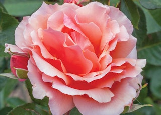 pinkish peach apricot candy hybrid tea rose