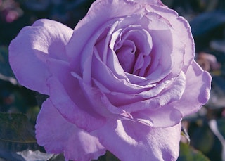 blue girl hybrid tea rose