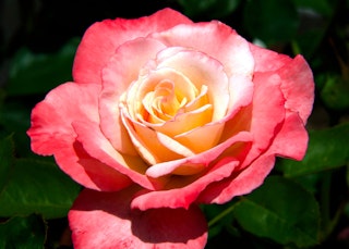 california dreamin hybrid tea rose red with a yellow and white center