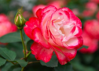 red rose with white center cherry parfait grandiflora rose 