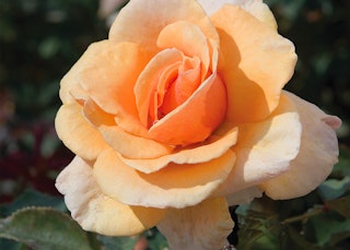 peach brandy hybrid tea rose 