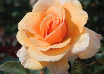peach brandy hybrid tea rose 