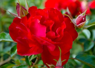 red crimson bouquet grandiflora rose