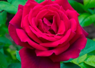 red chrysler imperial hybrid tea rose