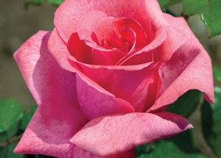 pink cinnamon dolce hybrid tea rose