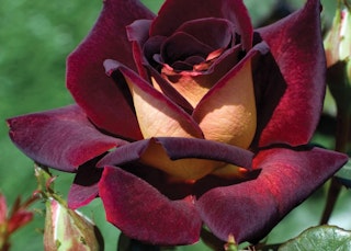 dark night hybrid tea rose