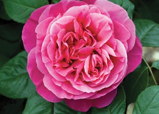 pink dee-lish hybrid tea rose
