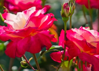 red to magenta that opens in white double delight hybrid tea roses