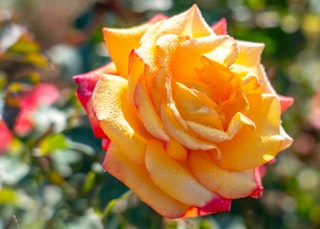 red to yellow orange dream come true grandiflora rose