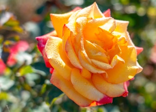 red to yellow orange dream come true grandiflora rose red to yellow orange dream come true grandiflora rose