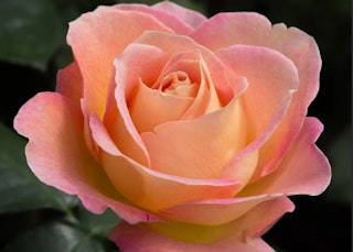 peachy pink elle hybrid tea rose