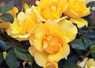 yellow gold struck grandiflora roses