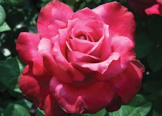 pink girls night out hybrid tea rose pink girls night out hybrid tea rose