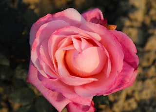 pink first prize hybrid tea rose