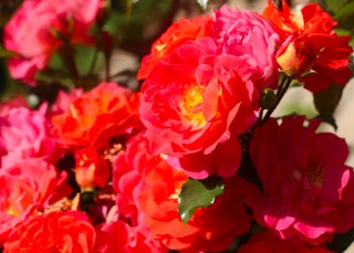 dark pink to red and yellow eternal flame hybrid tea roses