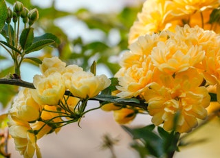 yellow golden showers climbing roses