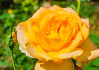 gold medal grandiflora rose
