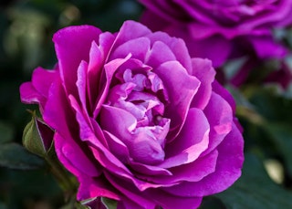 purple heirloom hybrid tea rose