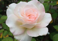 pinkish white john f kennedy hybrid tea rose pinkish white john f kennedy hybrid tea rose