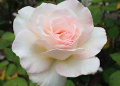 pinkish white john f kennedy hybrid tea rose