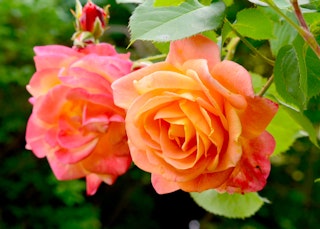 orange to peachy pink and yellow josephs coat climbing roses