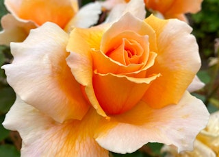 peach just joey hybrid tea rose