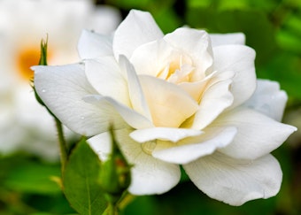 white iceberg floribunda rose