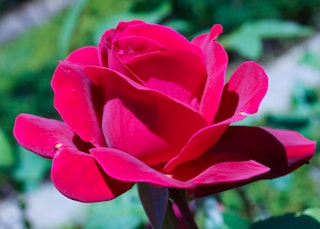 red mister lincoln hybrid tea rose