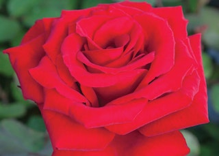 red loves promise hybrid tea rose