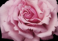pink memorial day hybrid tea rose