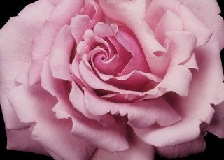 pink memorial day hybrid tea rose