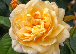 yellow moonlight romantica hybrid tea rose