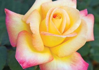pink with yellow love and peace hybrid tea rose