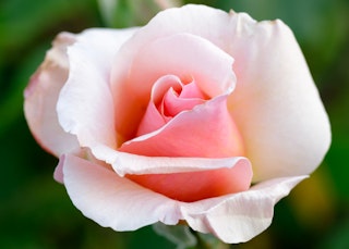 pink mother of pearl grandiflora rose