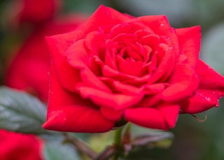 red oklahoma hybrid tea rose