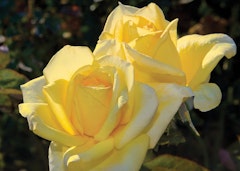 yellow oregold hybrid tea roses