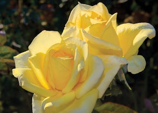 yellow oregold hybrid tea roses