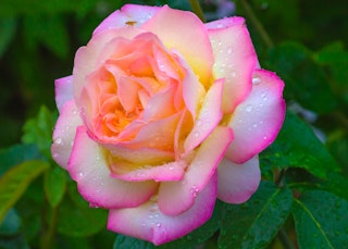 white and pink with bright pink outline peace hybrid tea rose