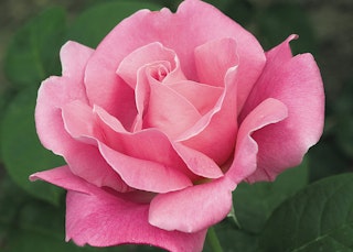 pink perfume delight hybrid tea rose