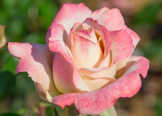 pink with white pinkerbelle hybrid tea rose