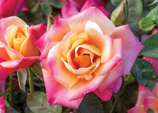 pink white and yellow polynesian punch floribunda rose pink white and yellow polynesian punch floribunda rose