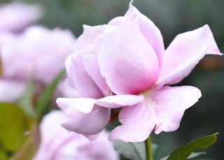 light pink or lavender poseidon floribunda rose