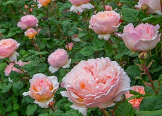 pinkish pink princess charlene demonaco hybrid tea roses