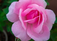 pink queen elizabeth grandiflora rose 