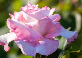 light pink and white secret hybrid tea rose