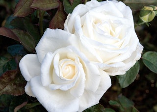 white queen mary 2 hybrid tea roses