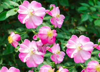 pink and white sally holmes climbing roses