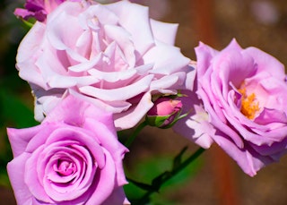 purple or lavender sterling silver hybrid tea roses