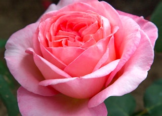 pink sweet mademoiselle hybrid tea rose